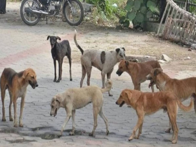 बिहार: मंदिर में चोरी करने से पहले बदमाशों ने 7 कुत्तों को मार डाला, दानपेटी तोड़ किए 15 हजार रुपए पार