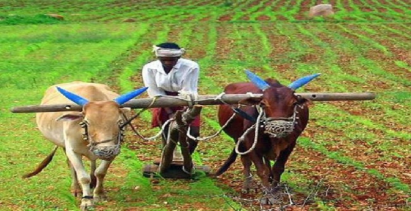 किसानों को राहत: दिल्ली में एक एकड़ पर फसल के नुकसान पर मिलेगा 20 हजार का मुआवजा, केजरीवाल कैबिनेट ने लगाई मुहर