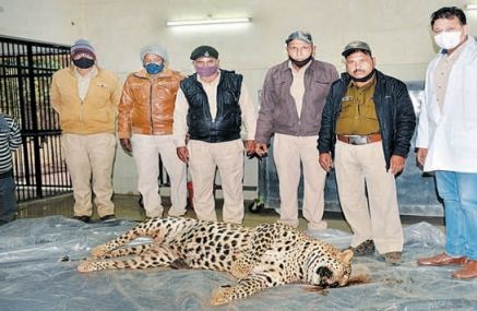 एमपी के जबलपुर में तेंदुआ का शिकार, जंगल में मृत मिला
