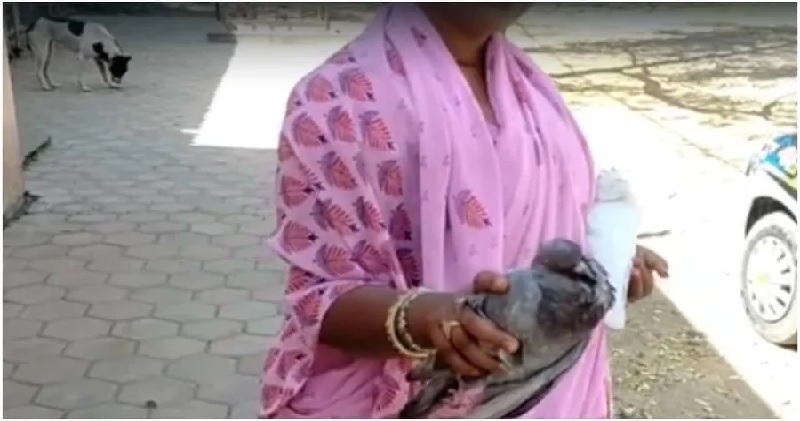 इंदौर में कबूतरों को लेकर पड़ोसियों का आपसी विवाद पहुंचा थाने, जहर देने के आरोप के बाद हुआ पोस्टमार्टम
