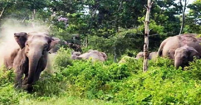 मध्य प्रदेश के शहडोल में हाथियों का आतंक, 3 दिनों में 5 को लोगों कुचला