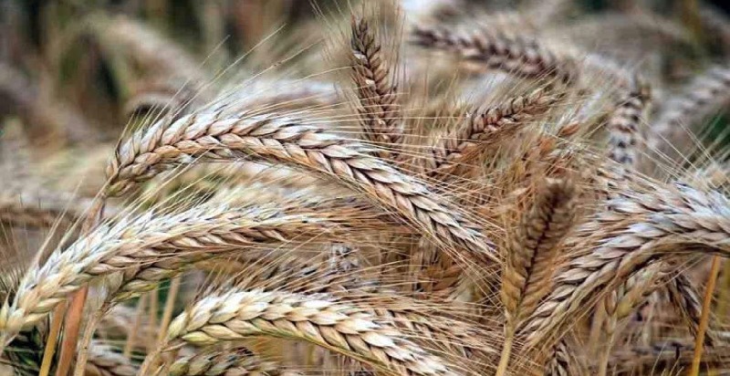 भारतीय किसान बने संकट में सहारा: भूखी दुनिया को खिला रहे रोटी, इजिप्‍ट को भी गेहूं निर्यात शुरू