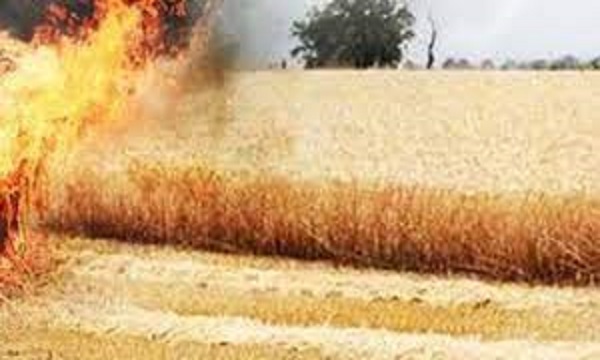 जबलपुर के चरगवां-बेलखेड़ा के 70 एकड़ खेत में लगी भीषण आग, गेंहू की फसल जलकर खाक, गुस्साए किसानों ने धरना देकर किया प्रदर्शन