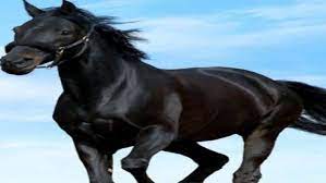 पंजाब में युवक ने 23 लाख में खरीदा ब्लैक घोड़ा, नहलाते ही हो गया लाल, पुलिस में कम्पलेंट