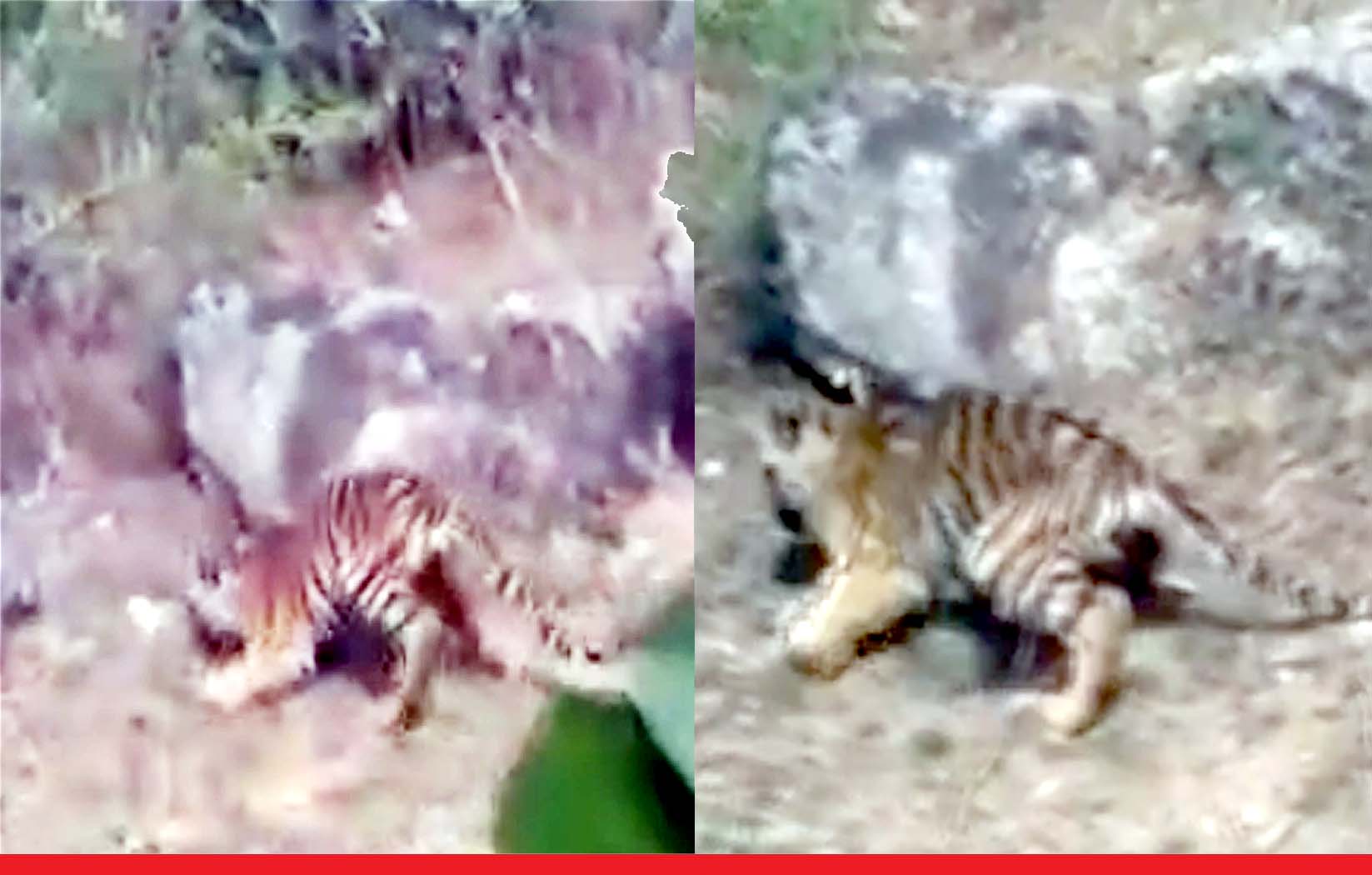 सिवनी: ग्रामीणों ने बाघ के बच्चों को पत्थरों से मार-मारकर किया घायल