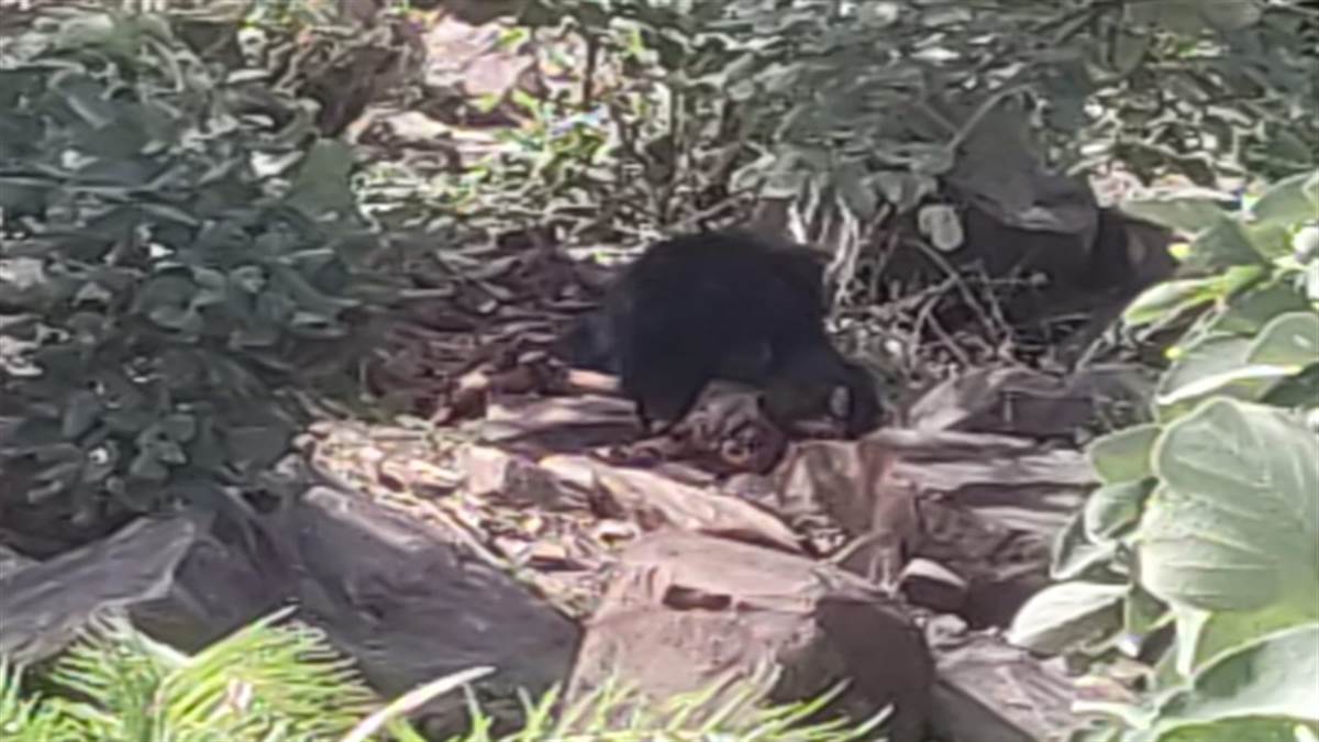 एमपी के पन्ना में आदमखोर भालू ने दंपती पर किया हमला, पूरे शरीर को नोच डाला, दोनों की मौत