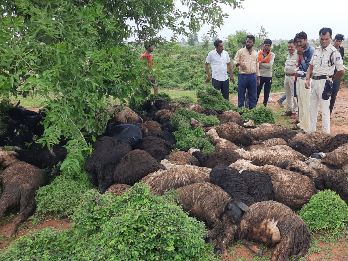 दमोह: बारिश के दौरान गाज गिरी, पेड़ के नीचे खड़ी एक सैकड़ा भेड़-बकरियां मरी
