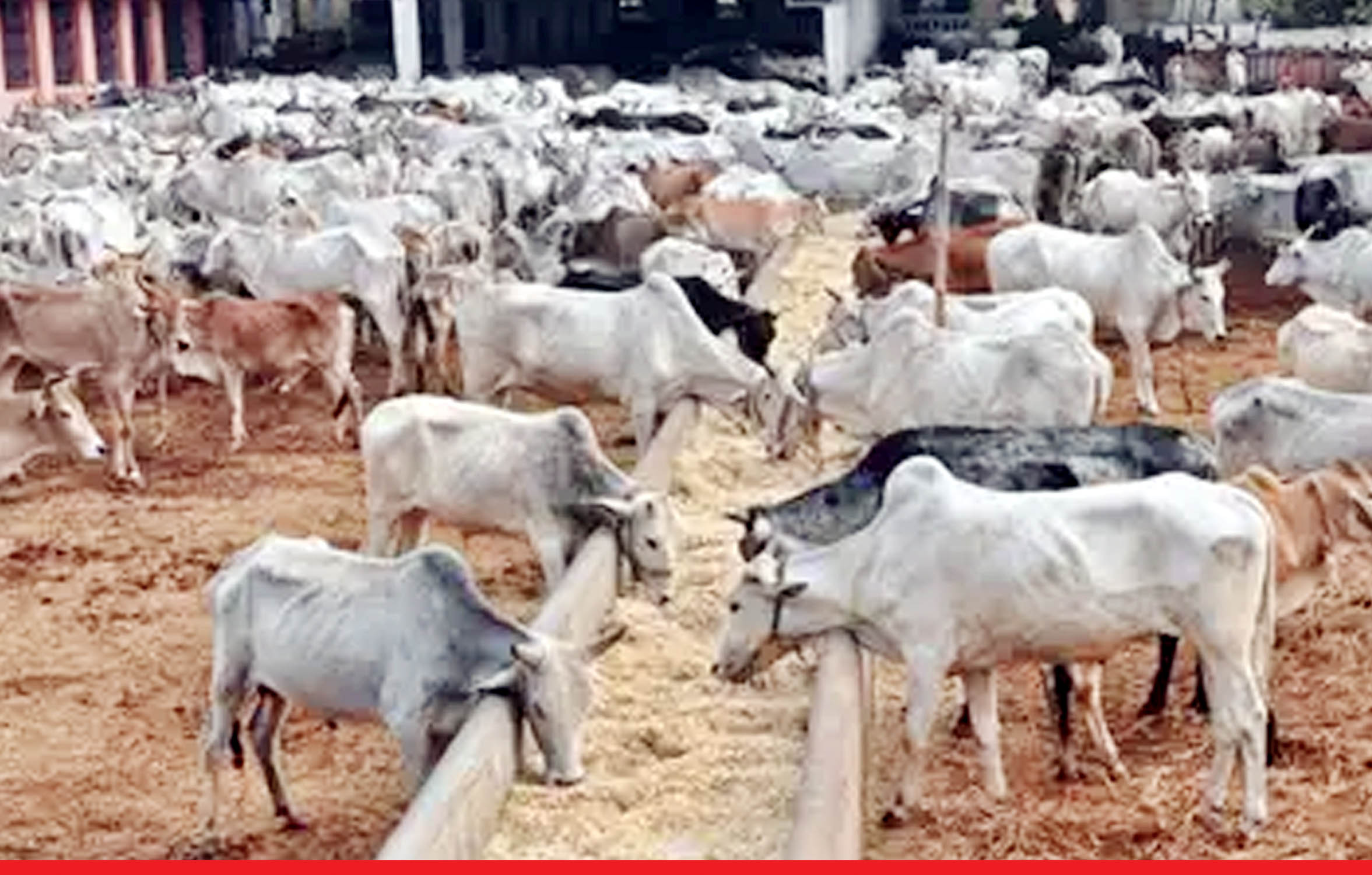 सबसे बड़ी पथमेड़ा गौशाला में फैला संक्रमण, 500 से अधिक गायों की मौत
