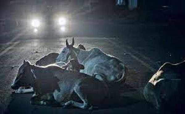 जबलपुर में सड़क दुर्घटना में उछलकर गिरे युवकों के सीने में घुसे गाय के सींग, एक की मौत, दूसरा गंभीर