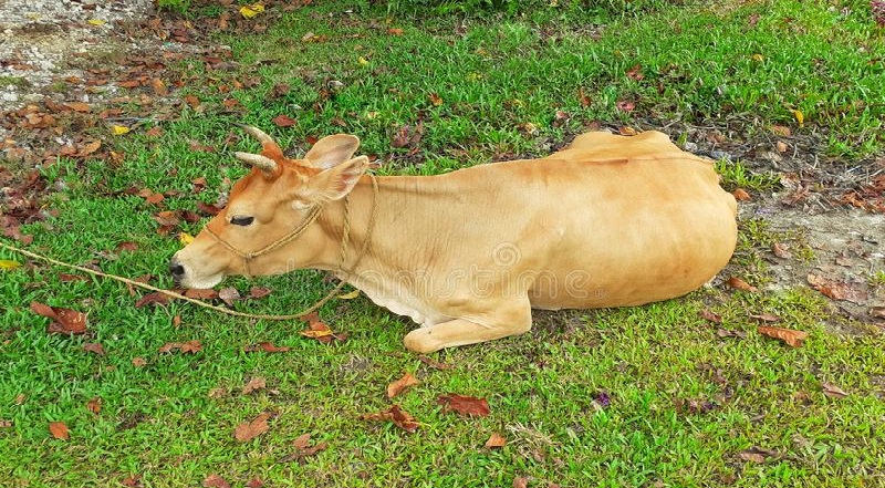पश्चिम बंगाल में गर्भवती गाय के साथ युवक ने किया कुकर्म, गाय की मौत
