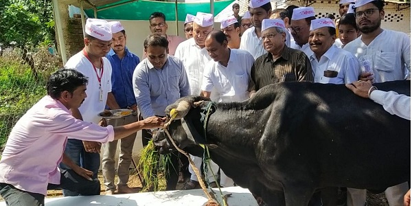 जबलपुर में लम्पी स्किन डिजीज को रोकने गायों को लगाए जा रहे टीके, कलेक्टर ने किया दयोदय तीर्थ गौशाला का निरीक्षण