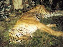 बिहार: 9 लोगों को मारकर खाने वाले आदमखोर बाघ के आतंक से मुक्ति, देखते ही गोली मारने का था आदेश