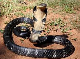 यूपी के कुशीनगर में शराबी को काटने पर किंग कोबरा की ही हुई मौत, मरे सांप को लेकर पहुंचा अस्पताल