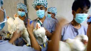 Avian Flu का केरल में बढ़ा खतरा, 20 हजार से ज्यादा पक्षियों को मारने का अभियान शुरू