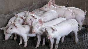 African Swine Fever का केरल में बढ़ा खौफ, 48 सूअर मारे, मांस की बिक्री पर रोक