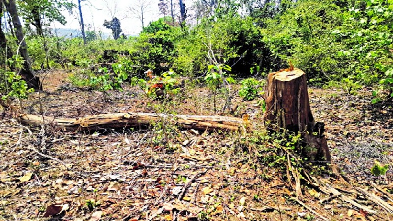 MP News: अवैध रूप से वन कटाई कर रहे वन कर्मी ने रेंजर को मारी गोली, पेट में लगा छर्रा