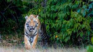 Mp News: खेत में फसल काट रहे परिवार के सामने नौ साल की बच्ची को बाघ ले भागा, मौत