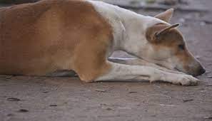 MP Crime News : इंदौर में कुत्ते के साथ अप्राकृतिक कृत्य करते पकड़ा गया अधेड़, पुलिस ने किया गिरफ्तार 