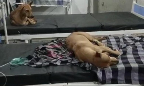 Jabalpur News: शहपुरा स्वास्थ्य केन्द्र में मरीजों के पलंग पर आराम फरमा रहे थे स्ट्रीट डॉग