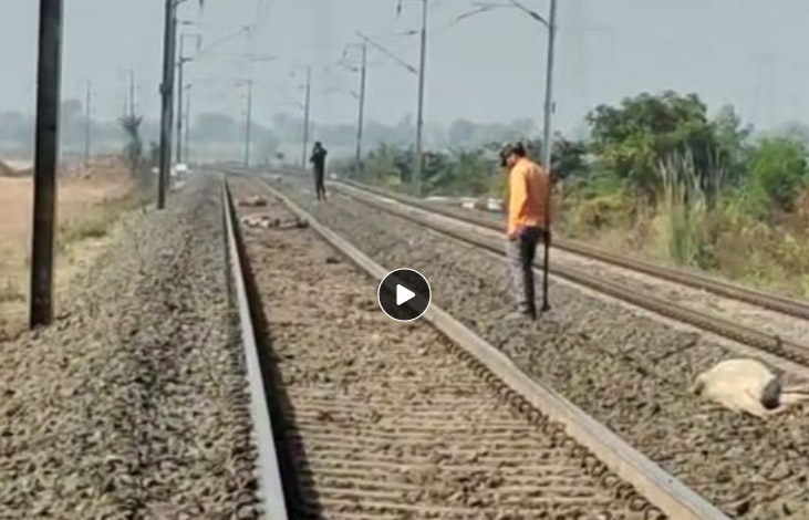 Rail News: पथरिया रेलवे स्टेशन के पास ट्रेन से टकराए 27 मवेशियों की मौत, जीआरपी पशु मालिक की कर रही तलाश