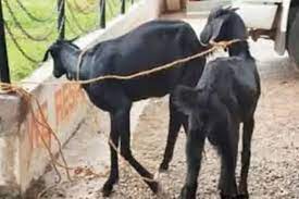 MP News: जबलपुर में रतन-टाटा के विवाद में दो बकरियों की मौत, टाटा को पुलिस ने किया गिरफ्तार