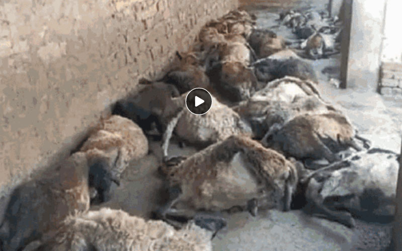 छत्तीसगढ़ : 55 भेड़ों की एक साथ मौत पर मचा हड़कम्प, डॉक्टर्स भी कारणों का नहीं लगा पा रहे पता