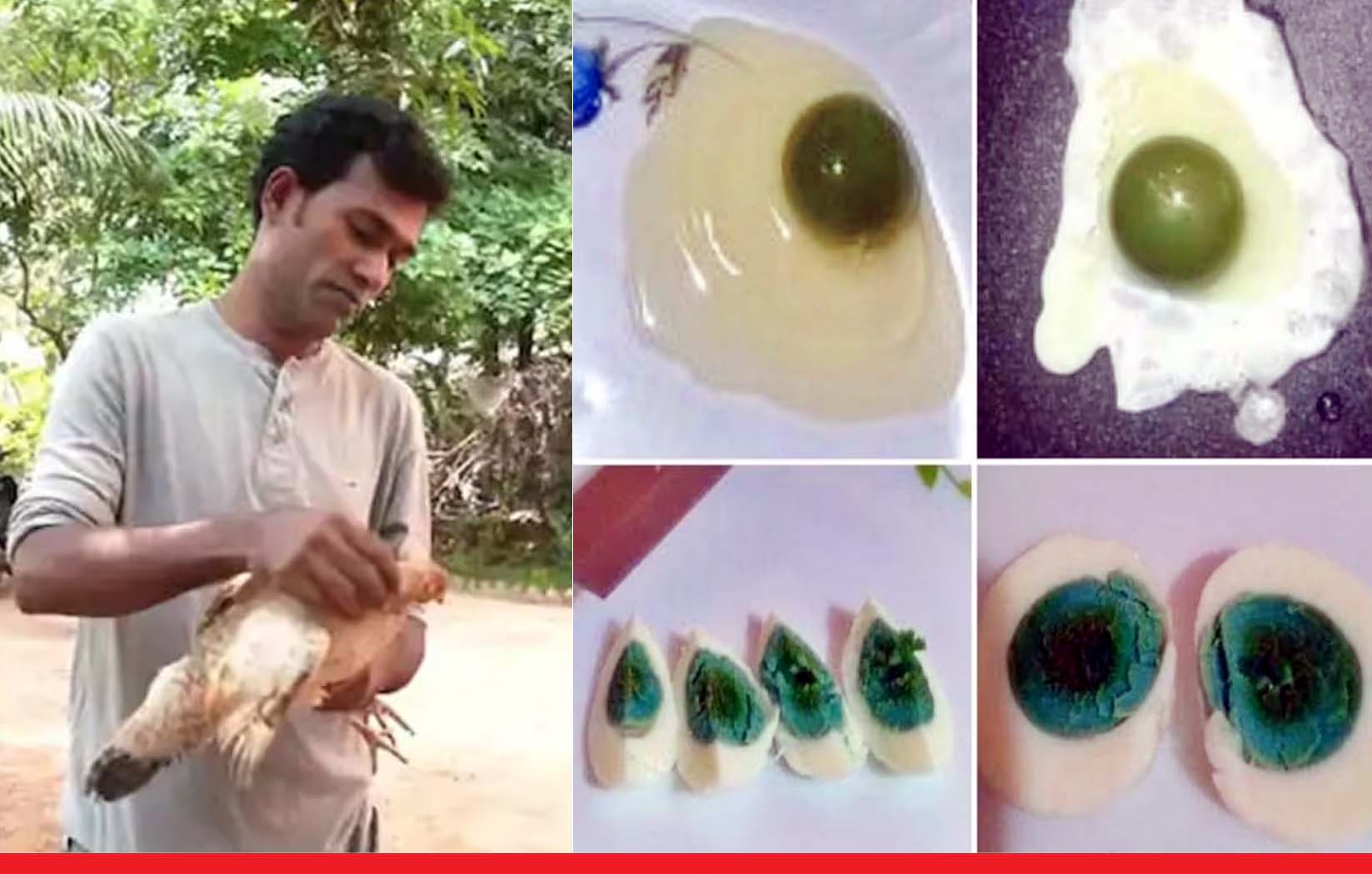 केरल में मुर्गी के अंडे से निकल रही हरे रंग की जर्दी, एक्सपर्ट्स पहुंचे रिसर्च करने