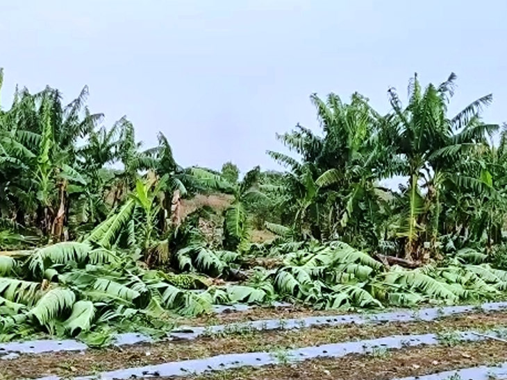 गुजरात में भीषण बारिश, 7 जिलों में बरसात से फसलों को जबर्दस्त नुकसान, महंगी हुईं सब्जियां