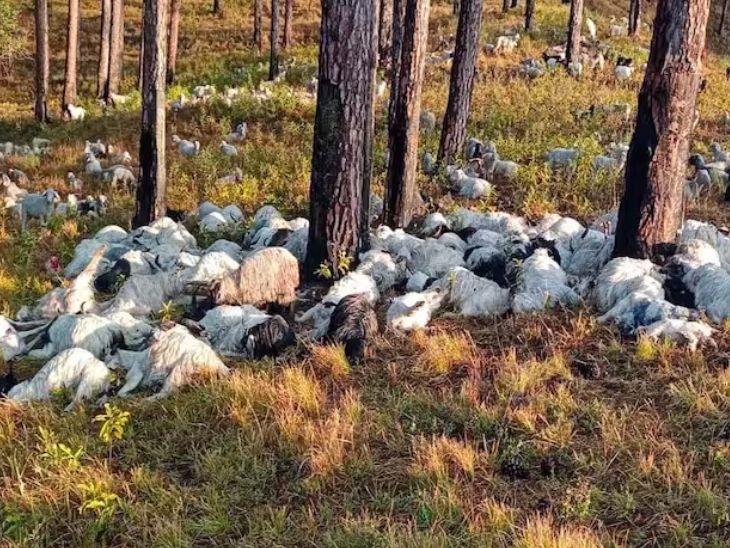 उत्तराखंड में बिजली गिरने से 350 भेड़-बकरियों की मौत, नुकसान का जायजा लेने पहुंचेगी टीम