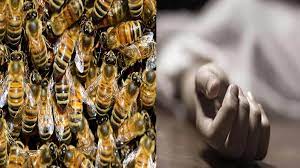 महाराष्ट्र में चंद्रपुर में मधुमक्खियों ने टूरिस्टों पर किया हमला, 2 की मौत और 5 घायल