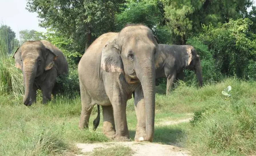 तमिलनाडु: उपद्रवी जंगली हाथी को नशे का इंजेक्शन लगाकर उसके साथ यह किया जाएगा, आदेश जारी