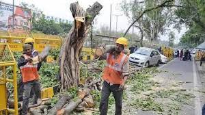 हाईकोर्ट ने कहा- पेड़ जीवित प्राणी है, दिल्ली में नहीं दी जाएगी पेड़ों की छंटाई की अनुमति