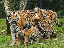 एमपी का टाइगर स्टेट का ताज बरकरार, 16 सालों में बढ़े 485 बाघ, अन्य राज्यों के यह है हाल
