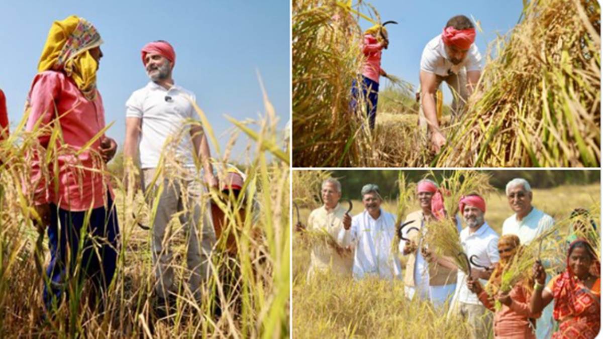 Chhattisgarh: किसानों के बीच पहुंचे राहुल गांधी, हाथ में हसिया और सिर पर गमछा बांधकर की धान की कटाई