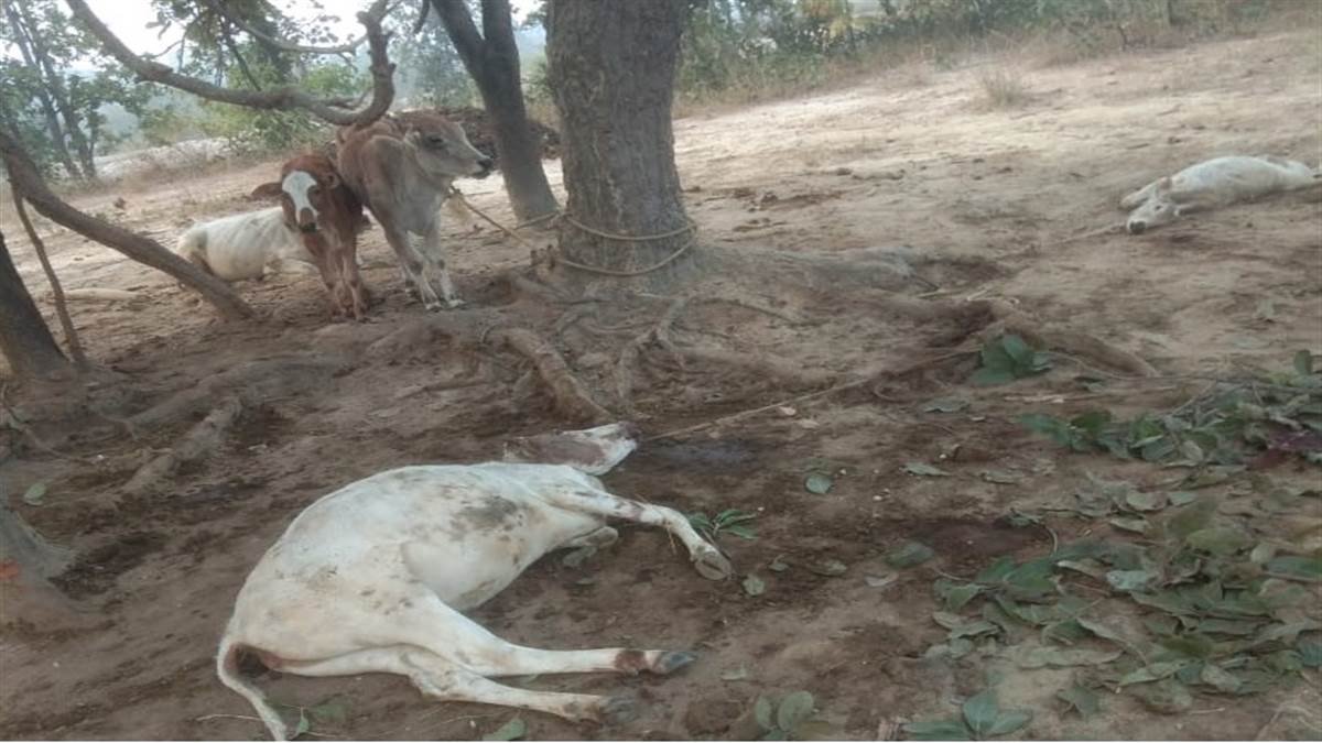 छत्तीसगढ़ में आतंक : पेड़ से बंधे दर्जन भर मवेशियों को हाथियों ने उतारा मौत के घाट