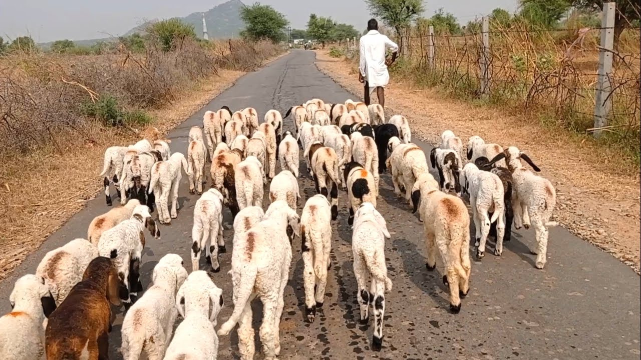 राजस्थान में मौसम के बिगड़े मिजाज से कोहराम, 90 भेड़-बकरियों की मौत, कई लोगों ने भी तोड़ा दम