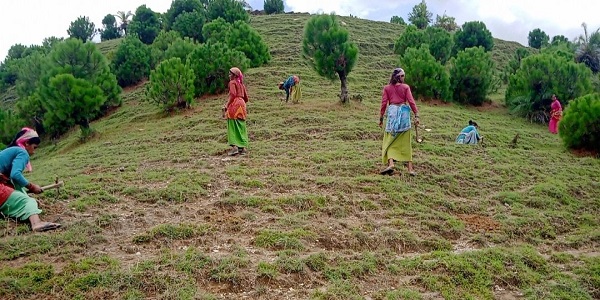 उत्तराखंड: वृक्षों के आक्रामक प्रजातियों से मानव और वन को खतरा