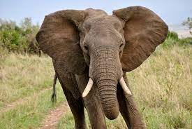 केरल में जंगली हाथी का आतंक, एक महीने में हमले में 4 को मारा