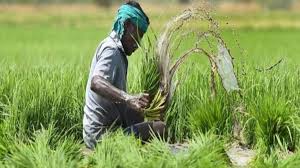छत्तीसगढ़ : बीजेपी सरकार का किसानों को तोहफा, धान की खरीद पर जल्द मिलेगा बोनस