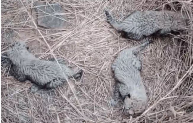 एमपी: कूनो नेशनल पार्क में चीता गामिनी ने 5 शावकों को जन्मा, संख्या हुई 26