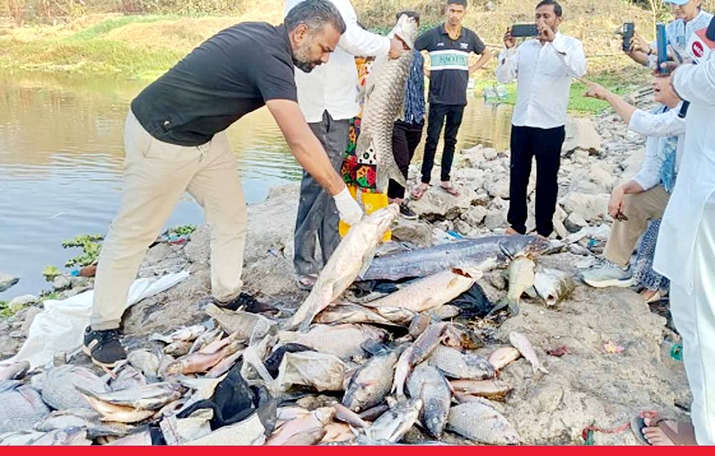 महाराष्ट्र: इंद्रायणी नदी के घाट पर आक्सीजन की कमी से मरी सैंकड़ों मछलियां