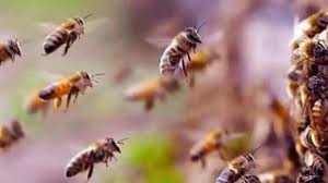 एमपी न्यूज: टूट पड़ी हजारों मधु मक्खियां, 12 लोग भर्ती, 5 गंभीर, बुरहानपुर में मची भगदड़