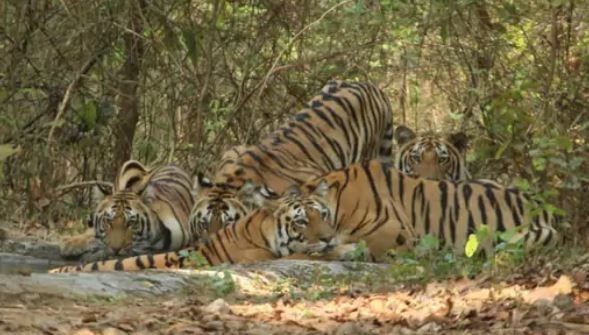एमपी: कान्हा नेशनल पार्क में पर्यटको को दिखे 19 बाघ