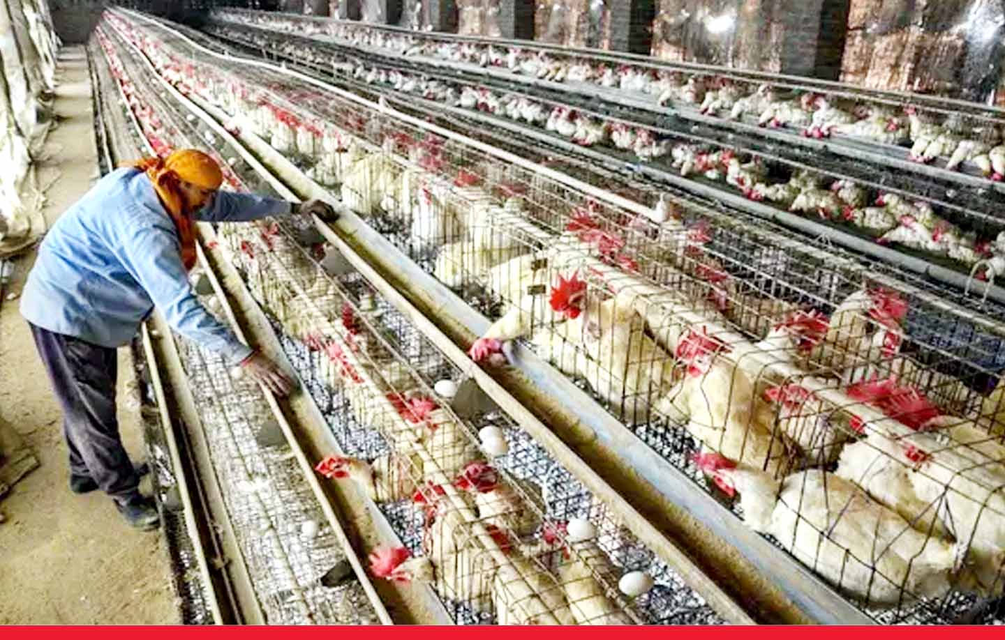 झारखंड: रांची में बर्ड फ्लू का अलर्ट जारी, चिकन, अंडे की खरीद-बिक्री पर रोक