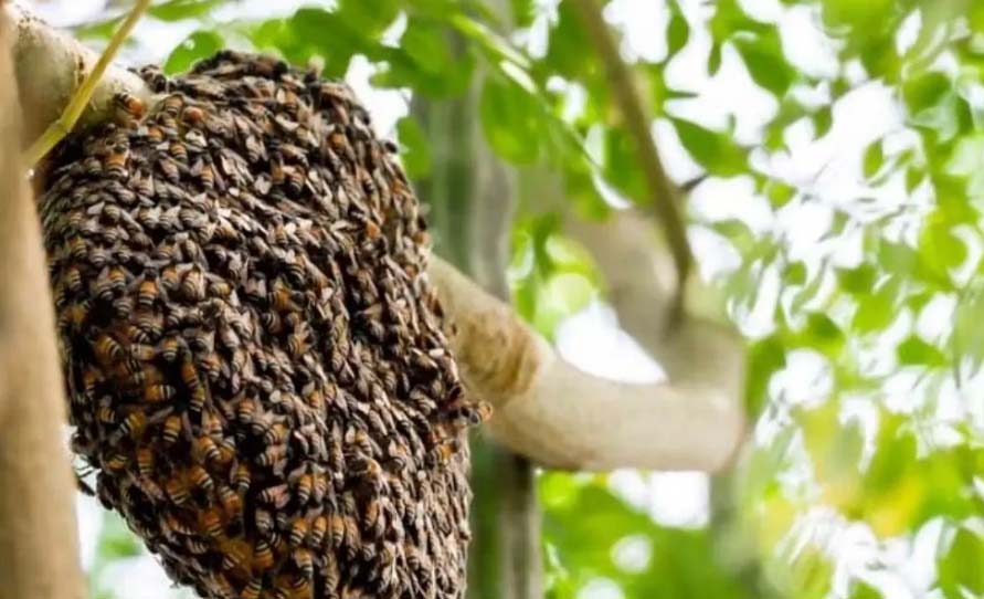 छत्तीसगढ़: पूजा करने गए लोगों पर मधुमक्खियों का हमला, एक दर्जन से ज्यादा लोगों को मारा डंक