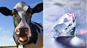 OMG : वैज्ञानिक अब गाय की डकार से बनाएंगे हीरे, शख्स ने बताया कैसे