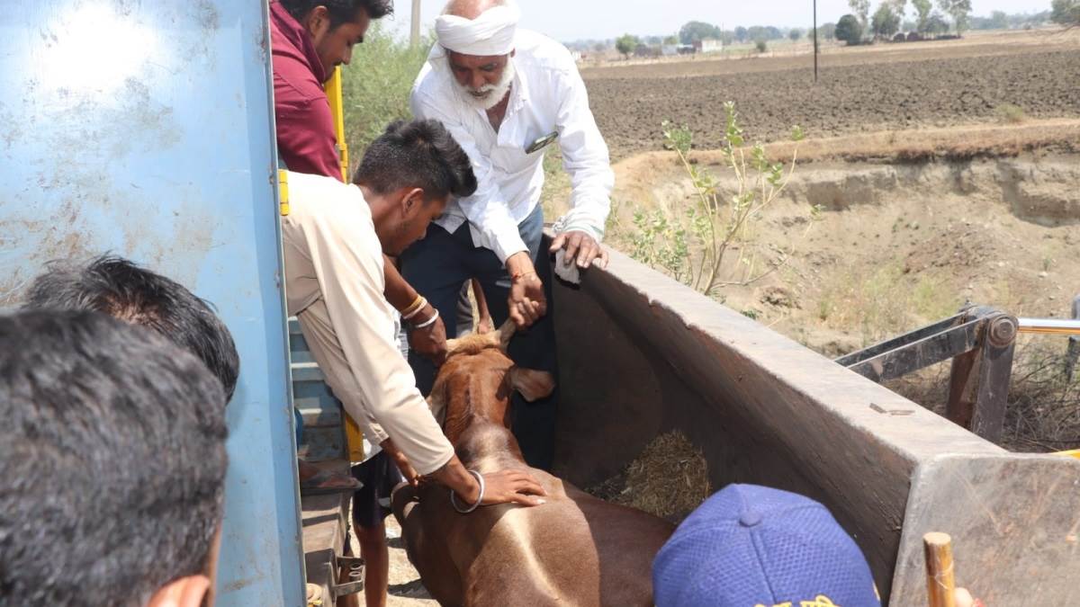 एमपी: ठूंस-ठूंसकर ट्रक में भरे थे गाय-बछड़े, 45 की मौत, आक्रोशित ग्रामीणों ने किया चक्काजाम