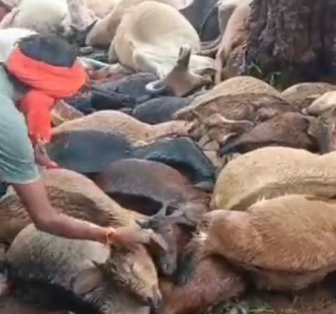 आकाशीय बिजली गिरने से 80 मवेशियों की मौत ग्रामीणों में मची चीख-पुकार