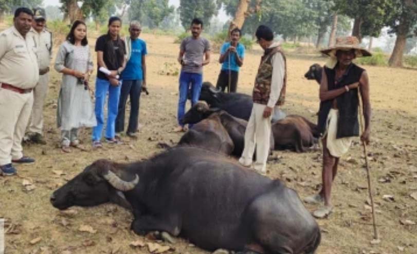 MP: बांधवगढ़ में हाथियों के बाद अब कोदो खाने से कर्ई गांवों की दर्जनों भैंसे बीमार