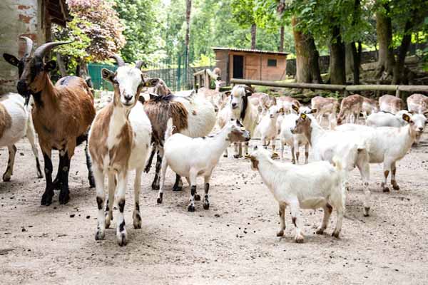 यूपी: एम्बुलेंस में आए, फिर गाड़ी में लादकर ले गए बकरियां, इलाके में फैली सनसनी